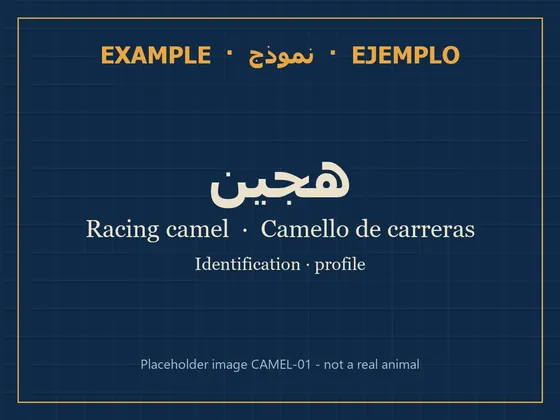 Racing camel · identification session