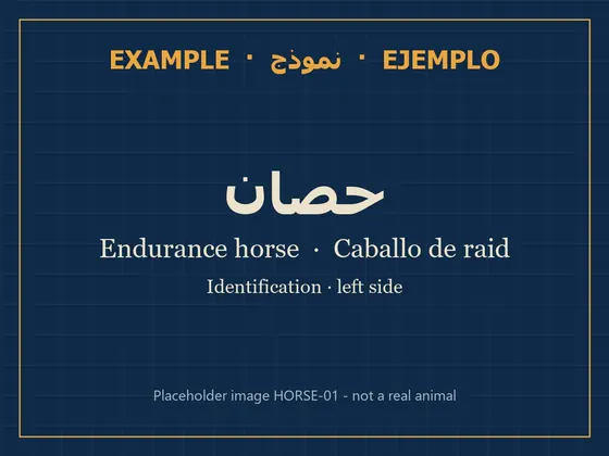 Endurance mare · identification session